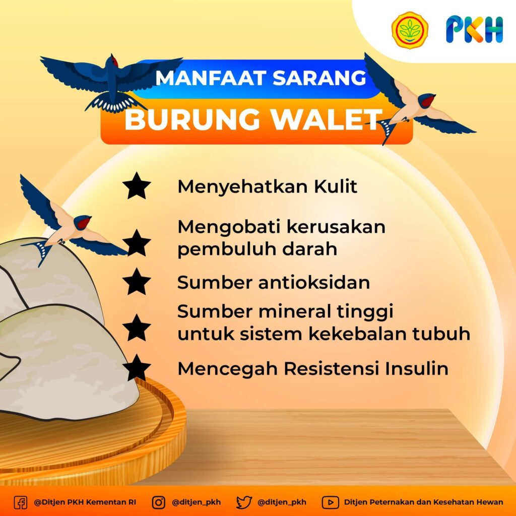 Manfaat Sarang Burung Wallet 1